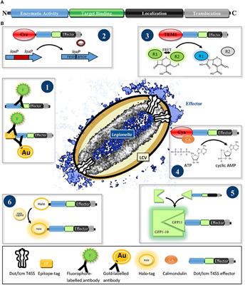 The Toolbox for Uncovering the Functions of Legionella Dot/Icm Type IVb Secretion System Effectors: Current State and Future Directions